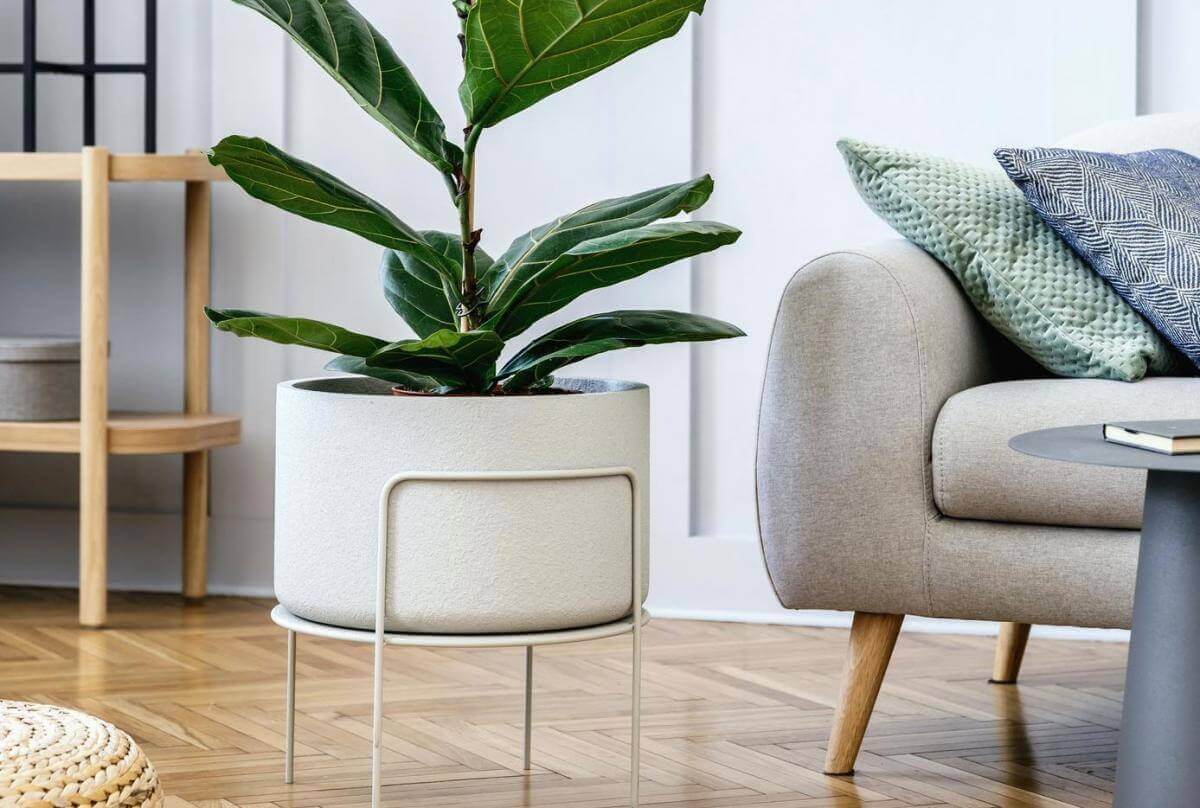 Plantes dans salon